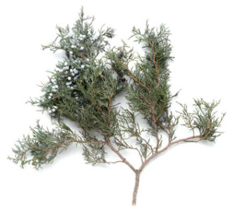 Light Your Fire: Purify Your Home With Native American Incense Image